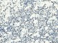 Anti-MCM6 Antibody Picoband™ (monoclonal, 3F13C4)